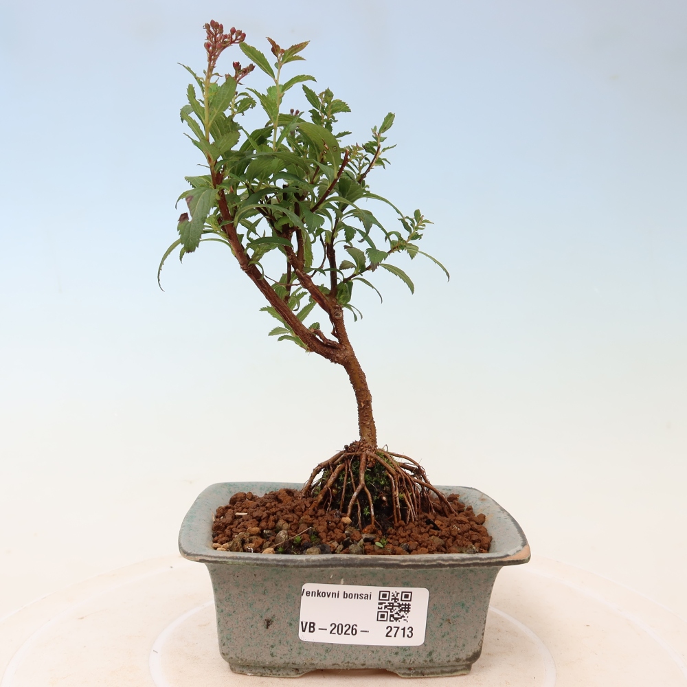Bonsai voor buiten – Japanse spirea – Spirea japonica Anthony Waterer