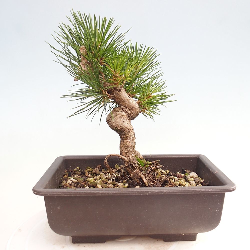 Bonsai voor buiten - Pinus thunbergii - Thunberg den