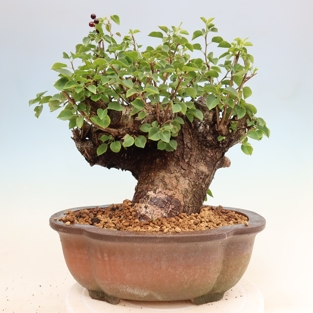 Bonsai voor buiten - Mahalebka - Prunus mahaleb