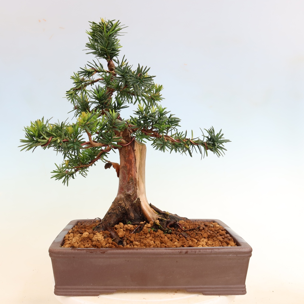 Bonsai voor buiten - Taxus cuspidata - Japanse Taxus
