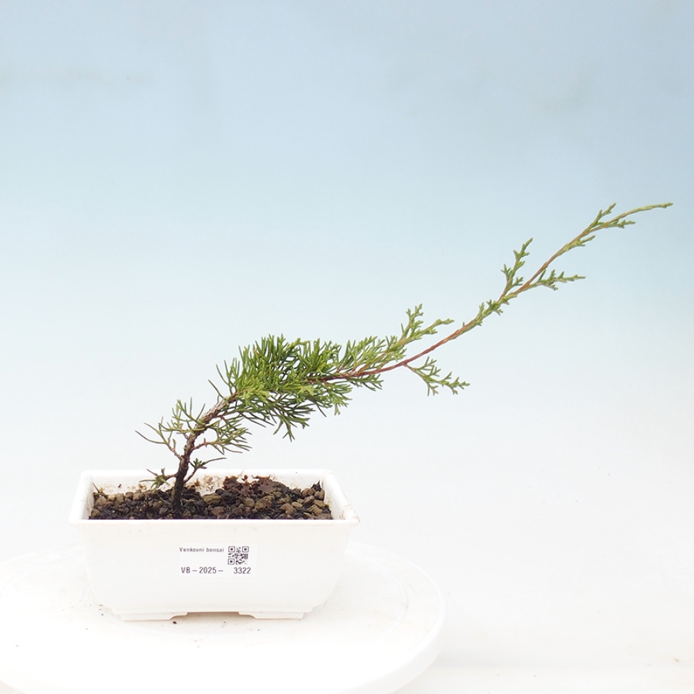 Bonsai voor buiten - Juniperus chinensis Itoigawa