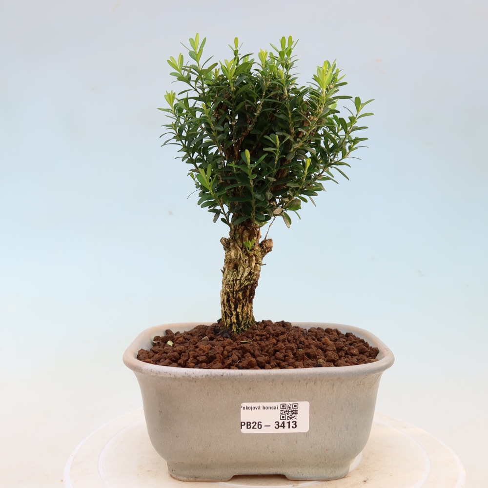 Kamerbonsai - Buxus harlandii - kurk buxus