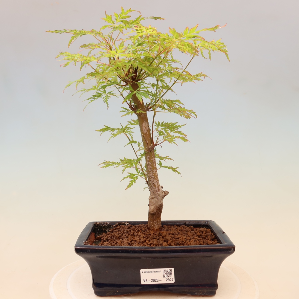 Bonsai voor buiten - Acer palmatum Dissectum