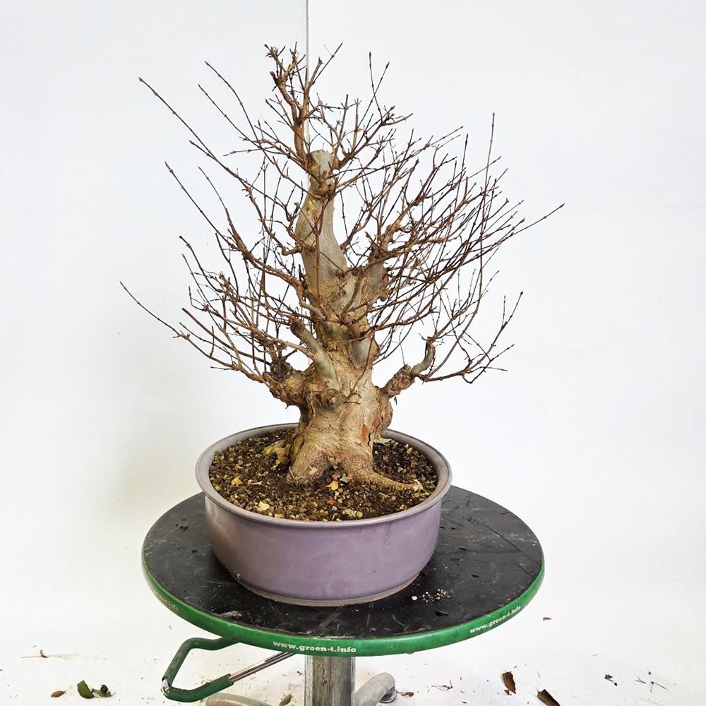 Bonsai esdoorn voor buiten - Acer Burgeriana