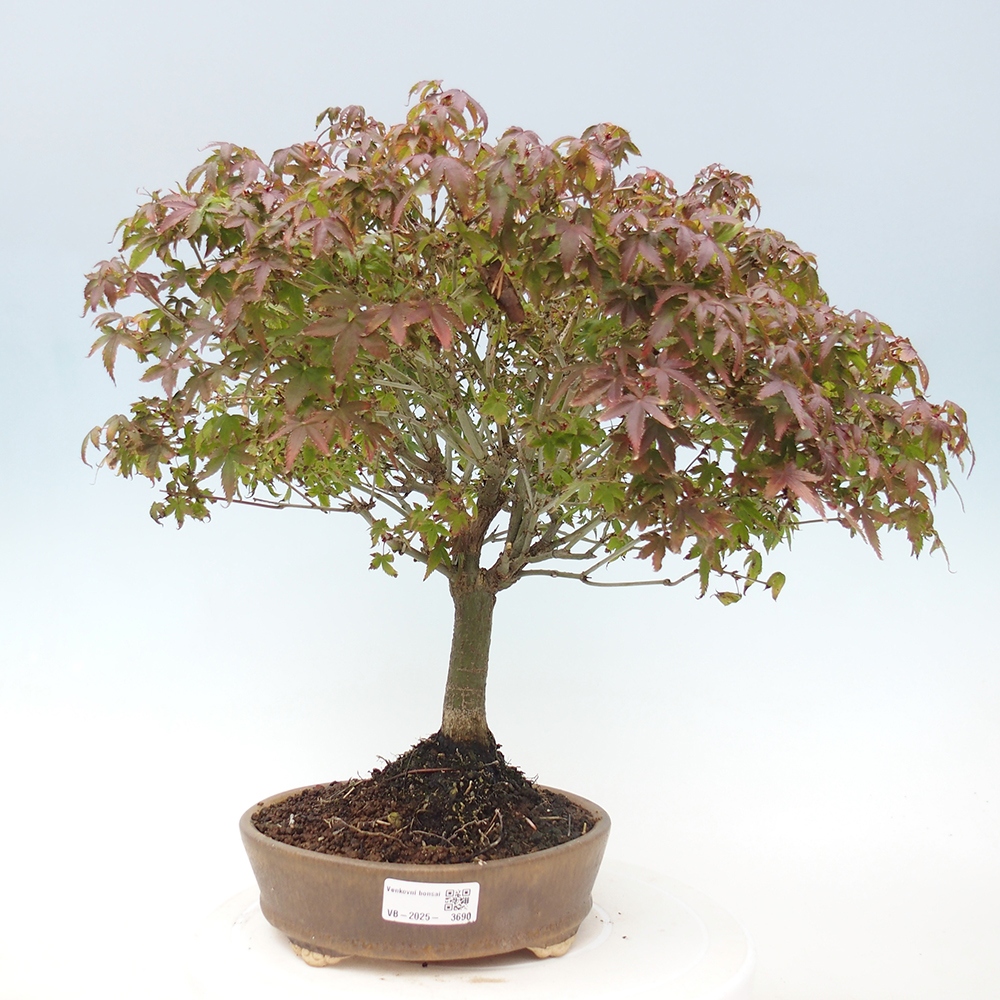 Acer palmatum KIOHIME - Palmeta-esdoorn