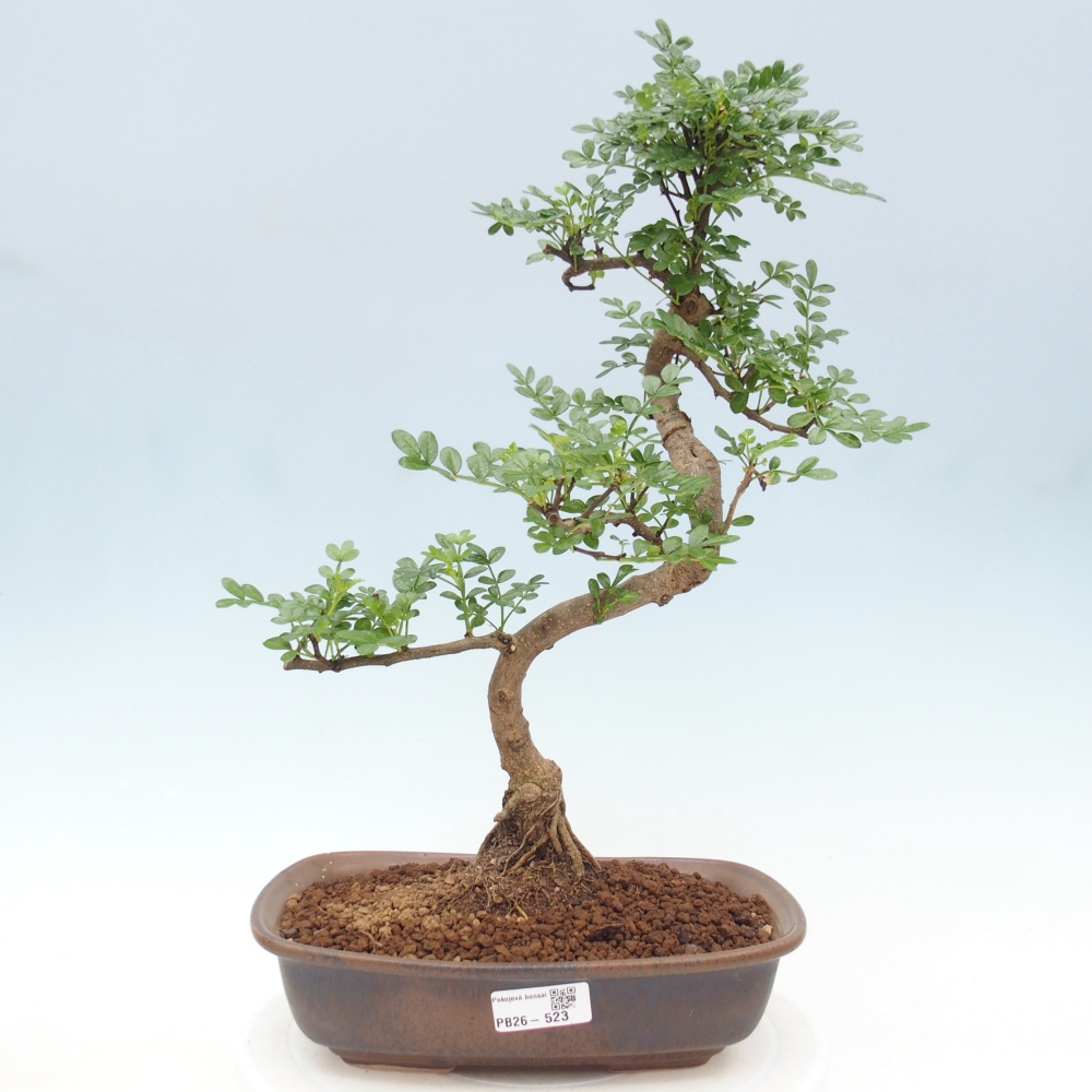 Kamerbonsai - Zantoxylum piperitum - peperboom