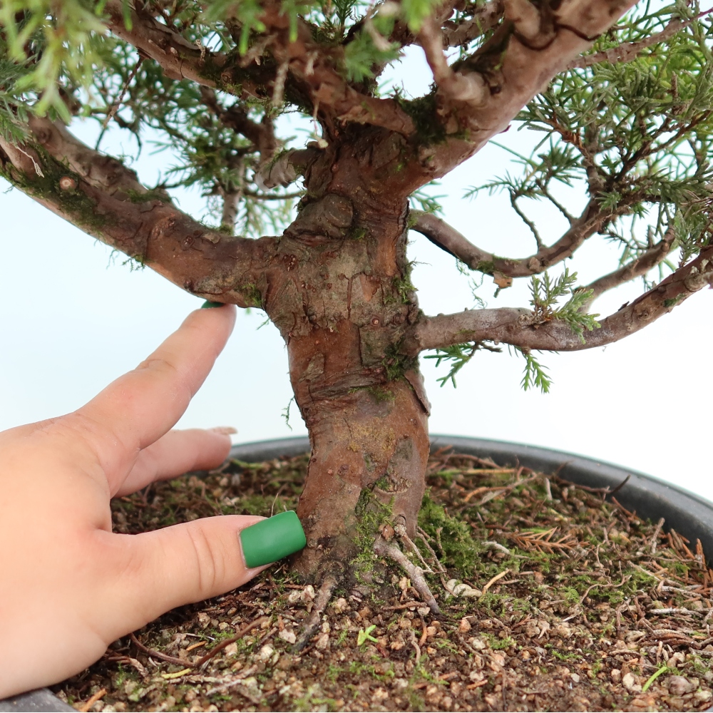 Bonsai voor buiten - Juniperus chinensis Itoigawa-Juniperus chinensis