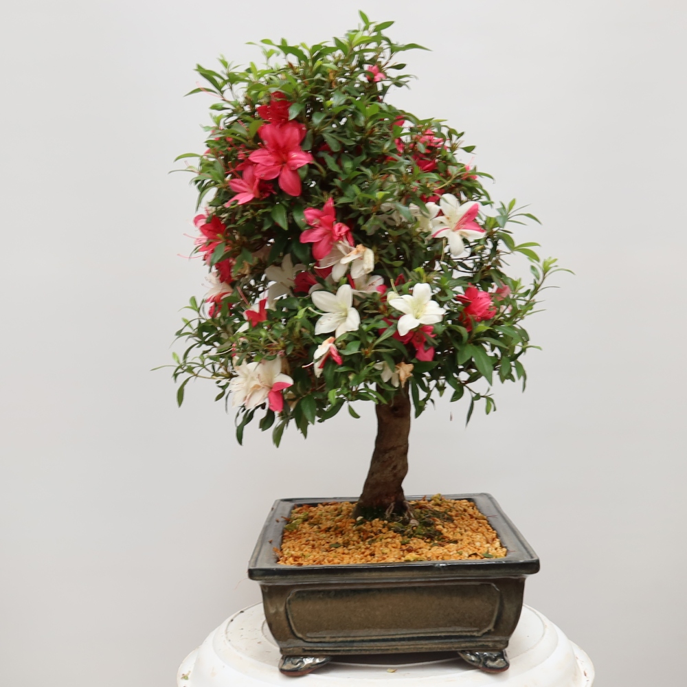 Bonsai voor buiten - Japanse azalea - Azalea satsuki