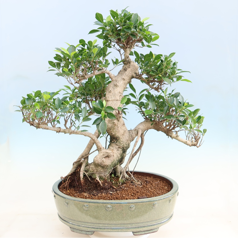 Kamerbonsai - Ficus kimmen - kleinbladige ficus