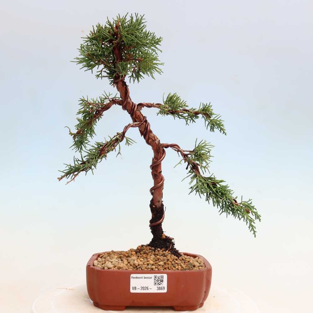 Bonsai voor buiten - Juniperus chinensis Kishu
