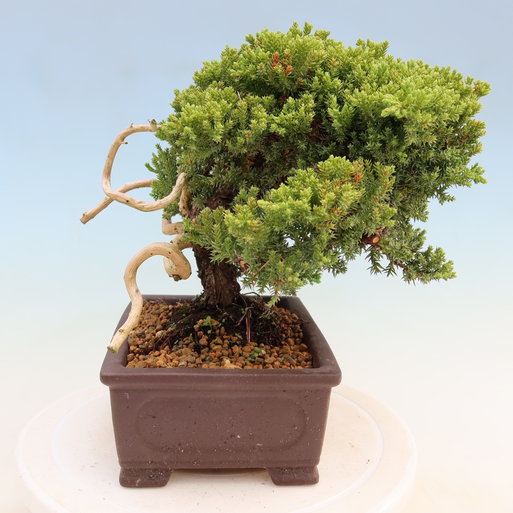 Bonsai voor buiten - Juniperus procumbens - Juniperus procumbens