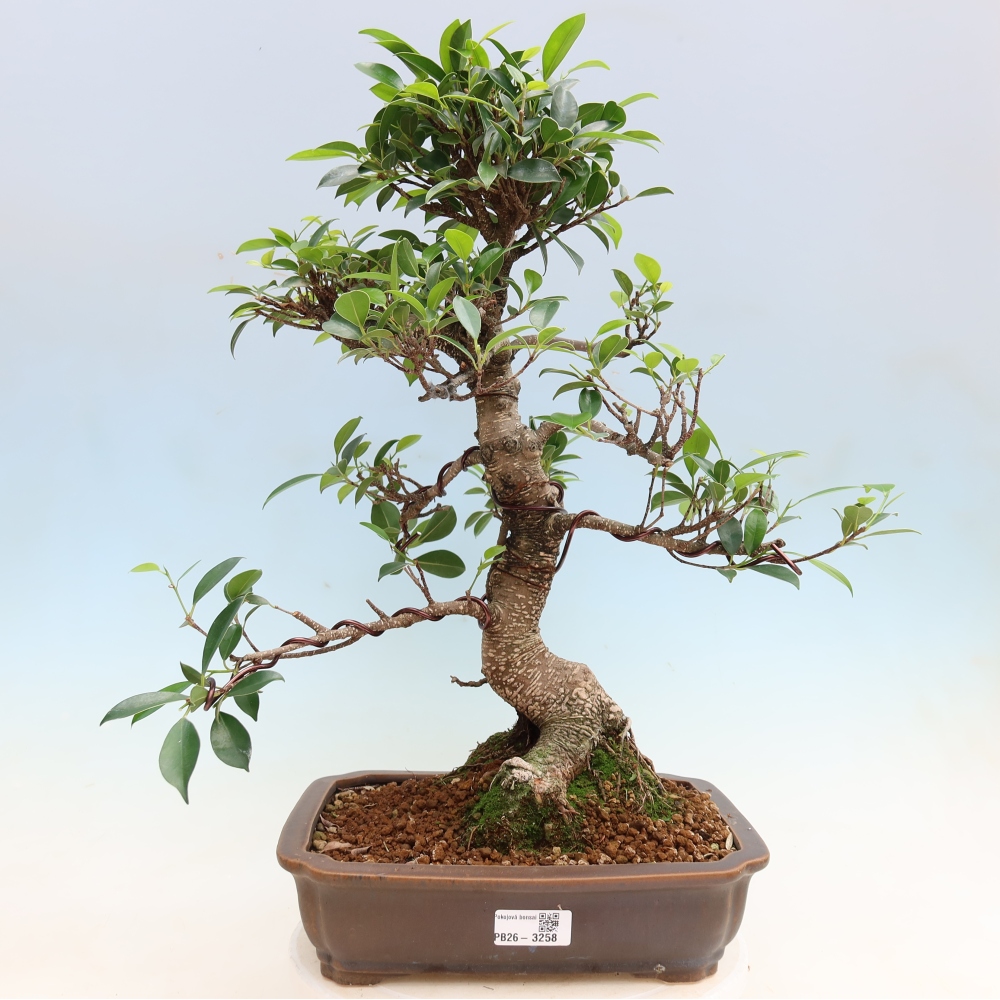 Kamerbonsai - Ficus kimmen - kleinbladige ficus