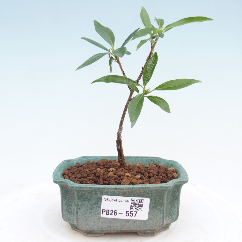 Kamerbonsai - Ficus nerifolia - kleinbladige ficus
