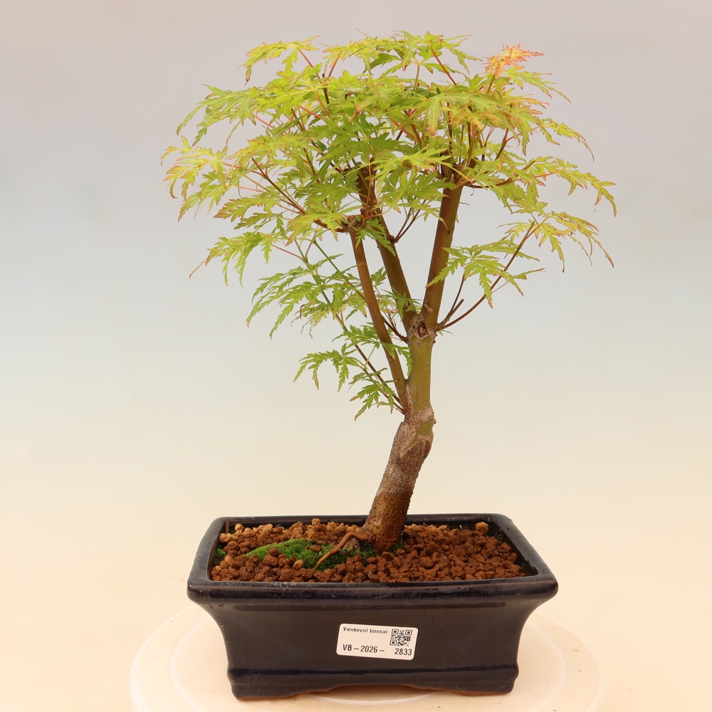 Bonsai voor buiten - Acer palmatum Dissectum