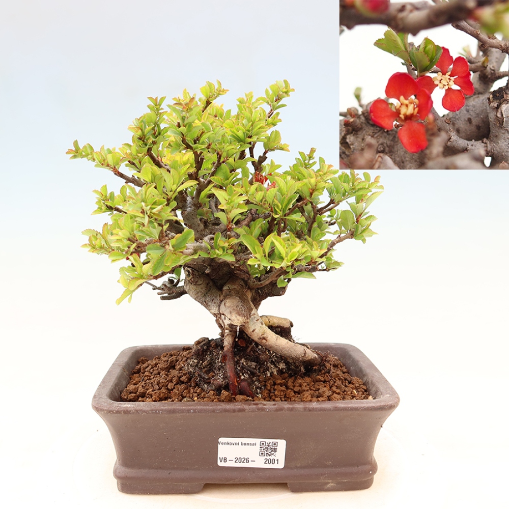 Bonsai voor buiten - Chaneomeles speciosa Chojubai