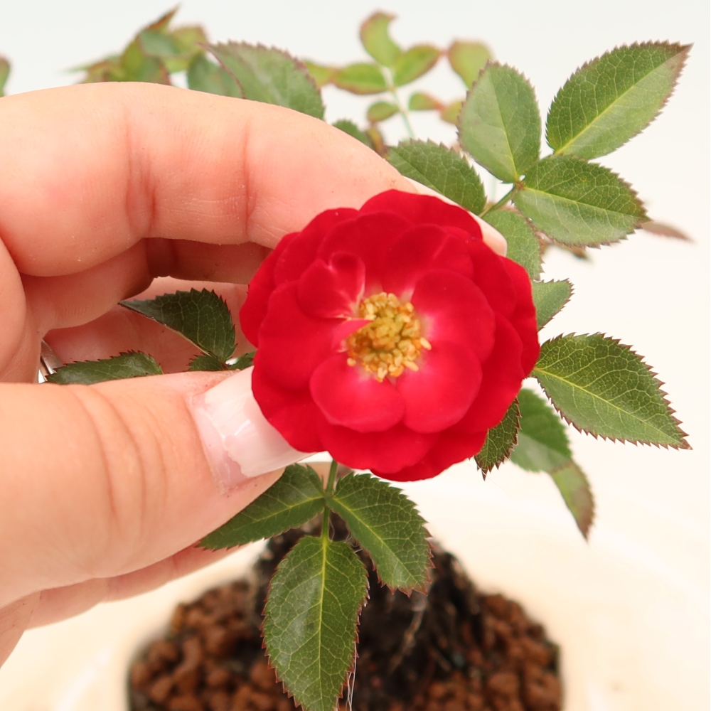 Bonsai voor buiten - Rosa Kordes - roos