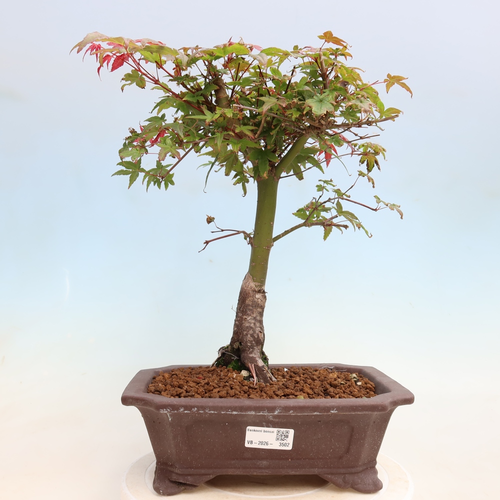 Bonsai voor buiten - Acer palmatum DESHOJO