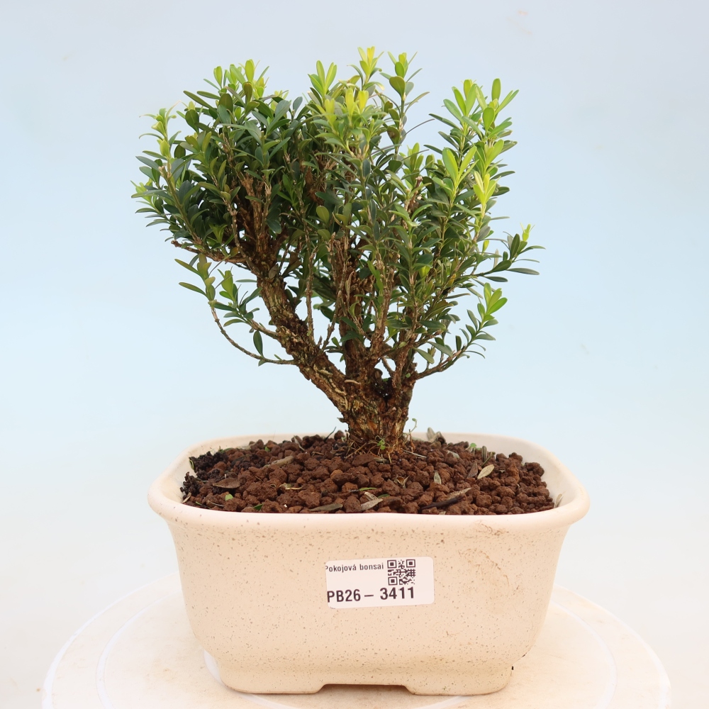 Kamerbonsai - Buxus harlandii - kurk buxus