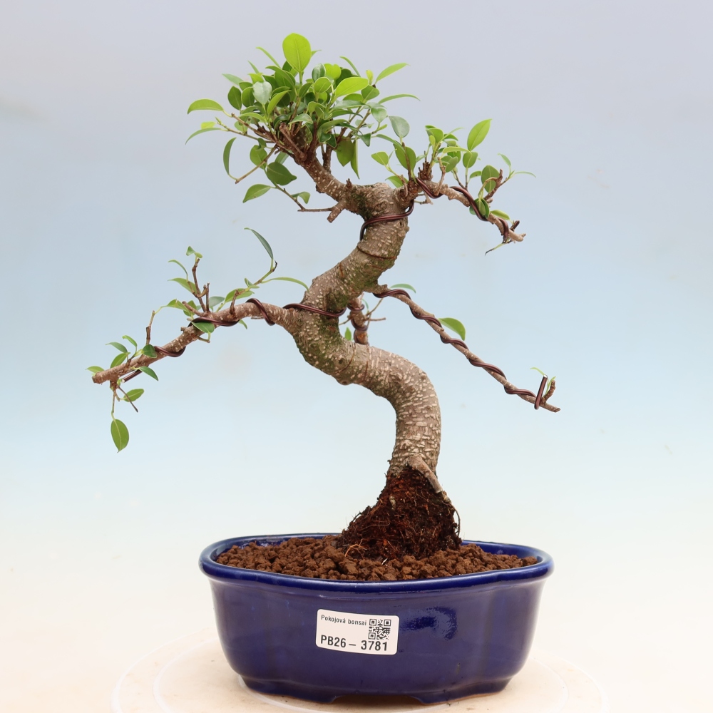 Kamerbonsai - Ficus kimmen - kleinbladige ficus