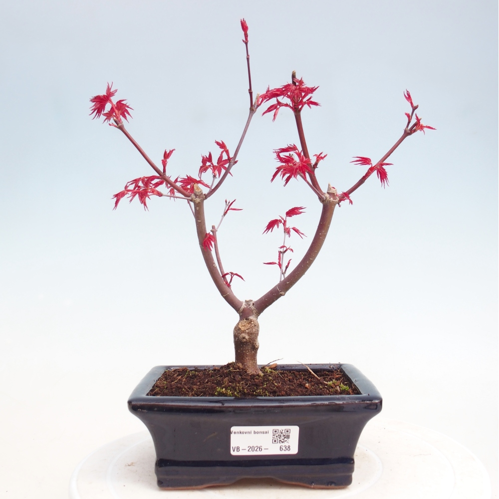 Bonsai voor buiten - Acer palmatum DESHOJO
