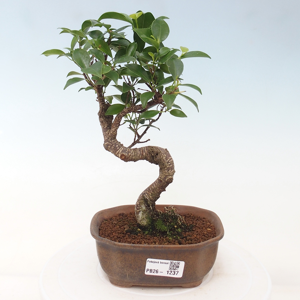 Kamerbonsai - Ficus retusa - kleinbladige ficus