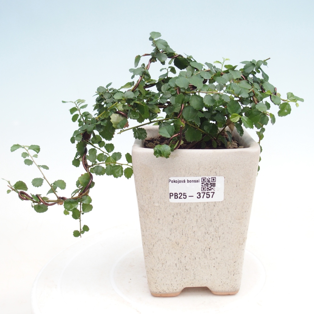 Kamerbonsai - Grewia sp. - Grewia malafolia