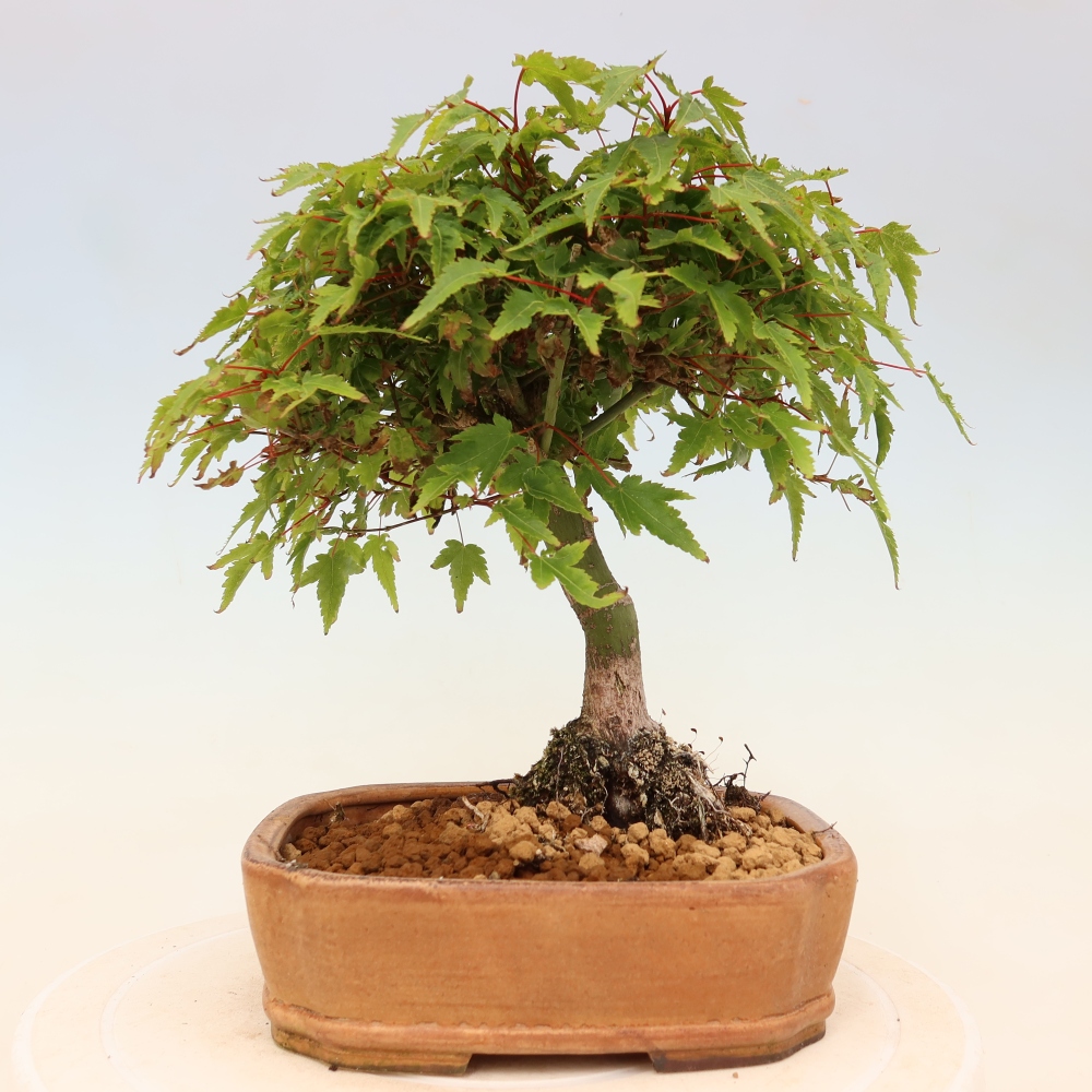 Acer palmatum KIOHIME - Palmeta-esdoorn