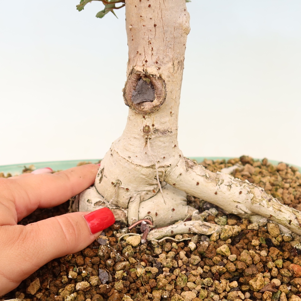 Bonsai voor binnen - Hibiscus tiliaceus - Zee Hibiscus