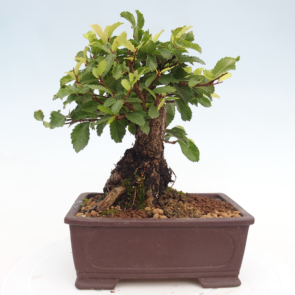 Bonsai voor buiten - Zelkova - Zelkova NIRE
