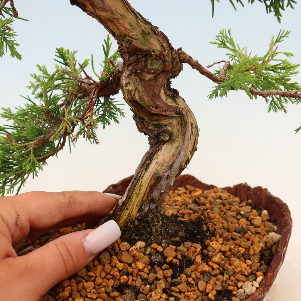 Bonsai voor buiten - Juniperus chinensis Itoigawa