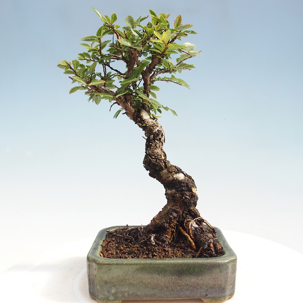 Bonsai voor buiten - Zelkova - Zelkova NIRE