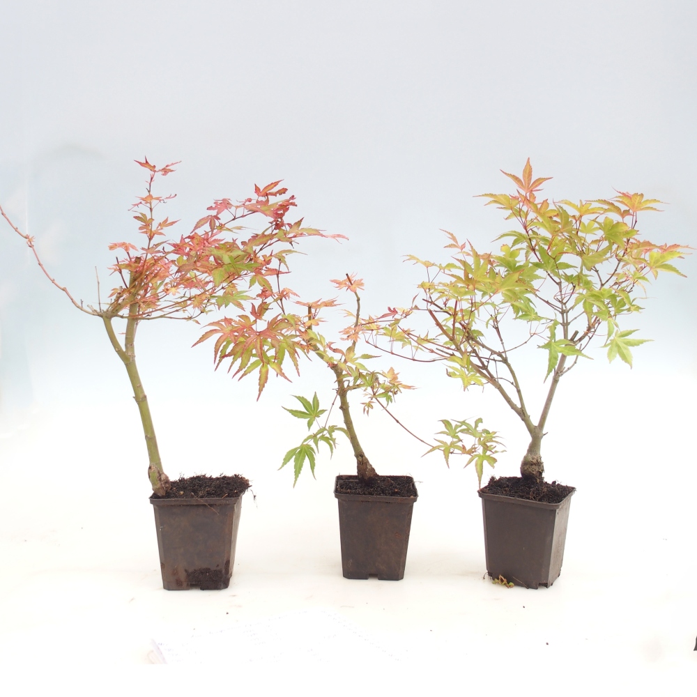 Bonsai voor buiten - Acer palmatum Beni Tsukasa in container