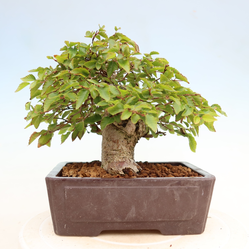 Bonsai voor buiten -Carpinus Coreana - Koreaanse haagbeuk