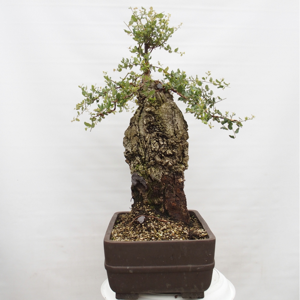 buiten bonsai Quercus suber - kurkeik