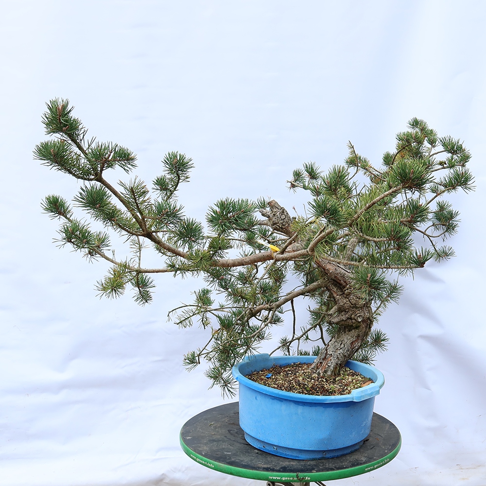 Pinus sylvestris Spanje - grove den