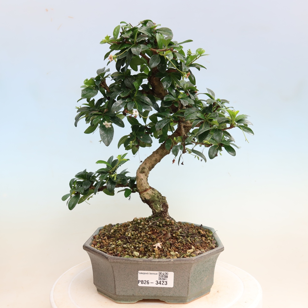 Kamerbonsai - Carmona macrophylla - Thee fuki