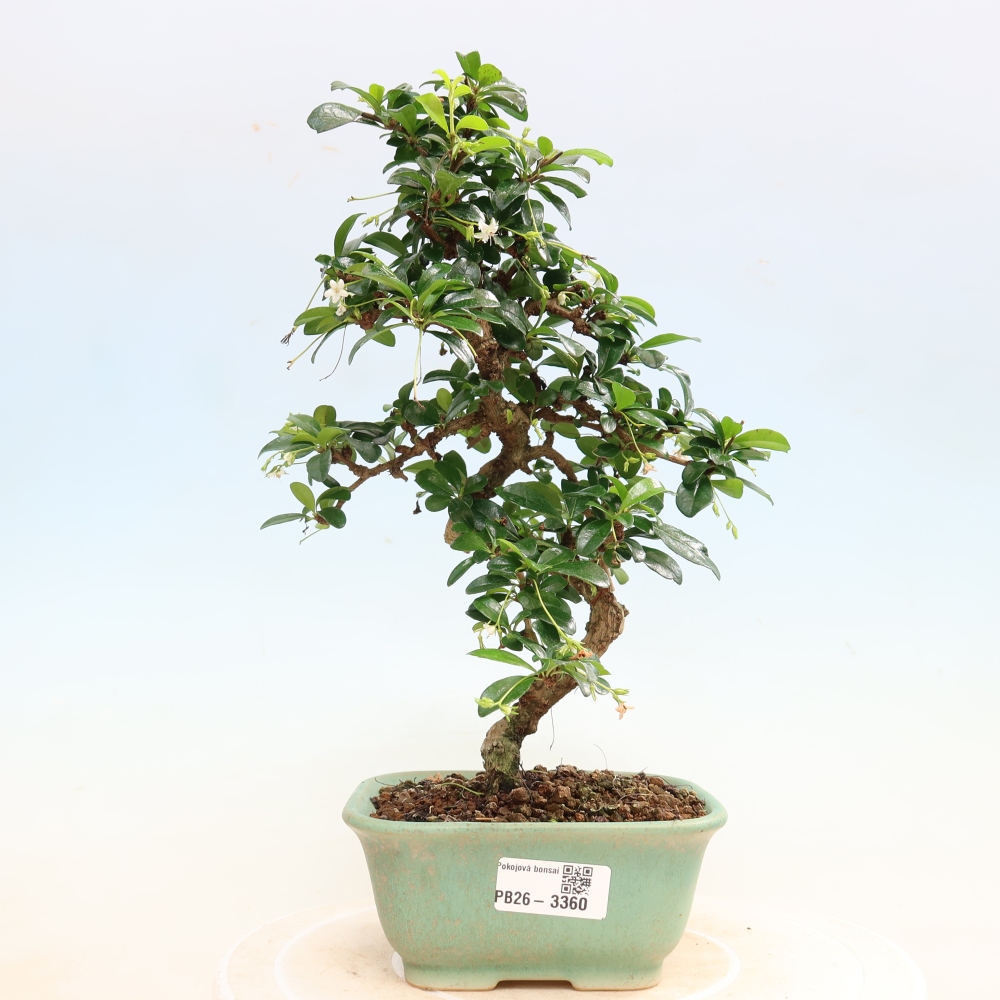 Kamerbonsai - Carmona macrophylla - Thee fuki