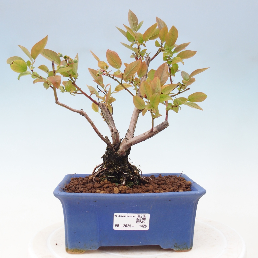 Bonsai voor buiten - Canadese bosbes - Vaccinium corymbosum