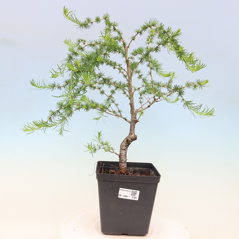 Bonsai voor buiten -Larix decidua - Lariks