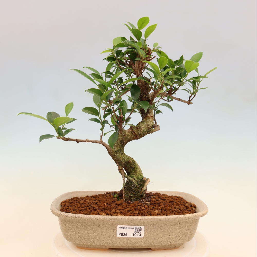 Kamerbonsai - Ficus kimmen - kleinbladige ficus