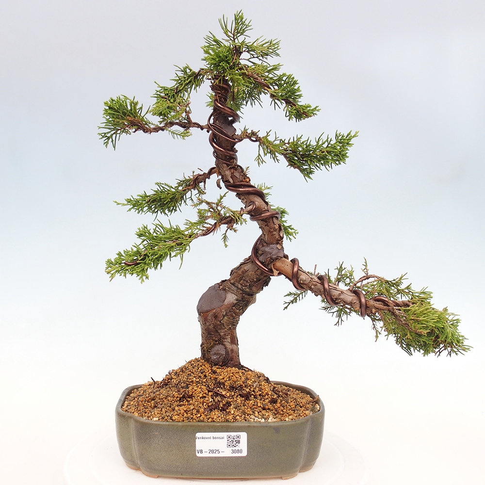 Bonsai voor buiten - Juniperus chinensis Itoigawa