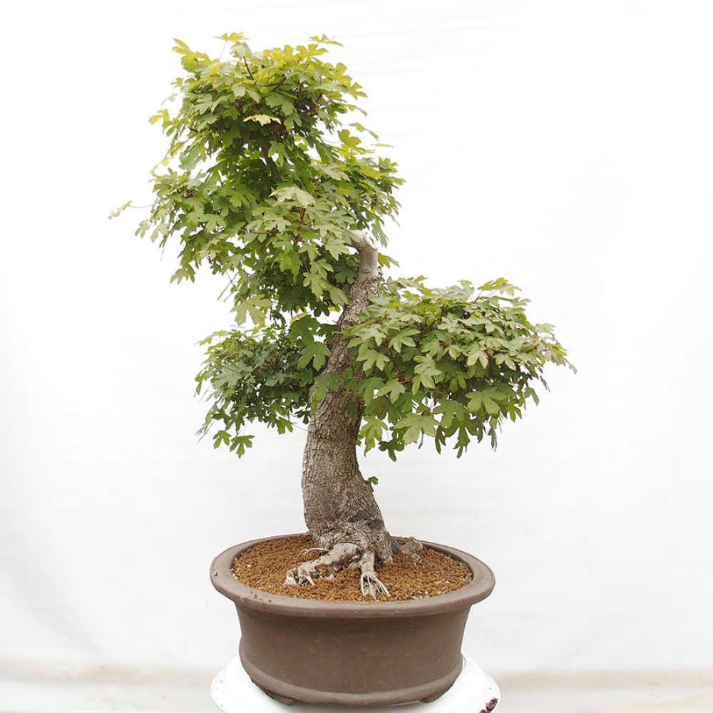 Bonsai voor buiten - Franse esdoorn - Acer Nonspessulanum