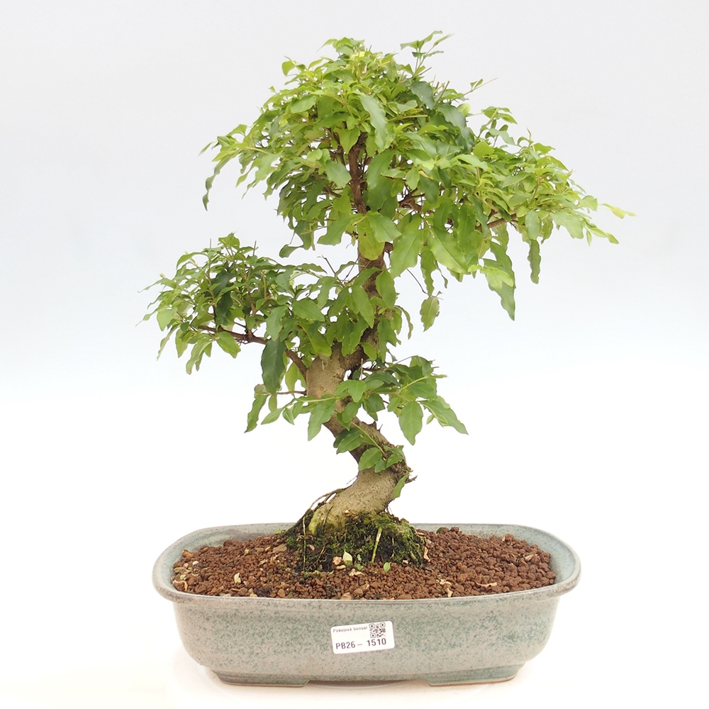 Kamerbonsai -Ligustrum chinensis - Vogelsnavel