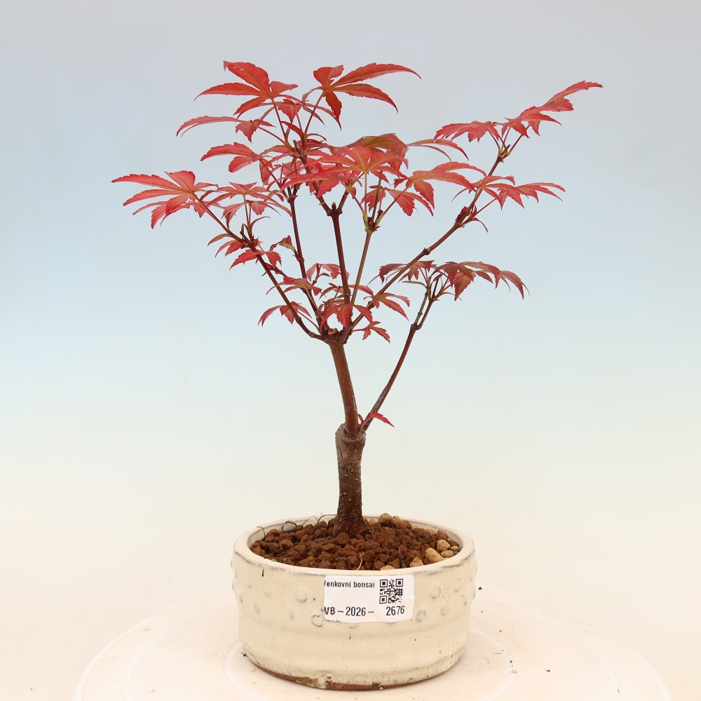 Bonsai voor buiten - Acer palm. Atropurpureum-Javorpalm