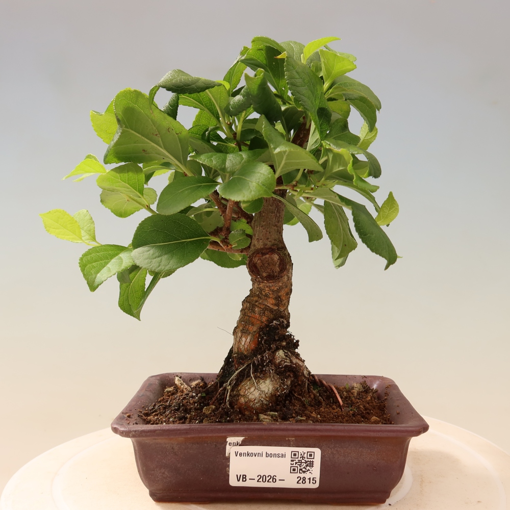 Bonsai voor buiten - Celastrus orbiculatus