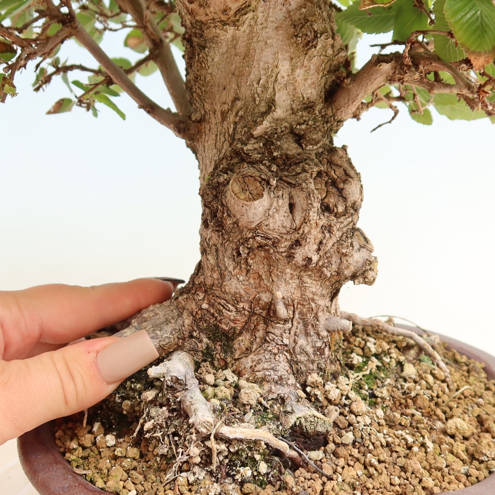 Bonsai voor buiten -Carpinus CARPINOIDES - Koreaanse haagbeuk