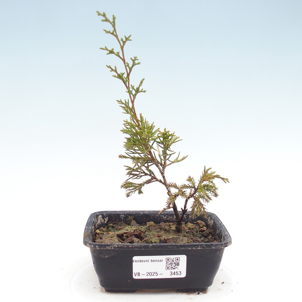 Bonsai voor buiten - Juniperus chinensis Itoigawa
