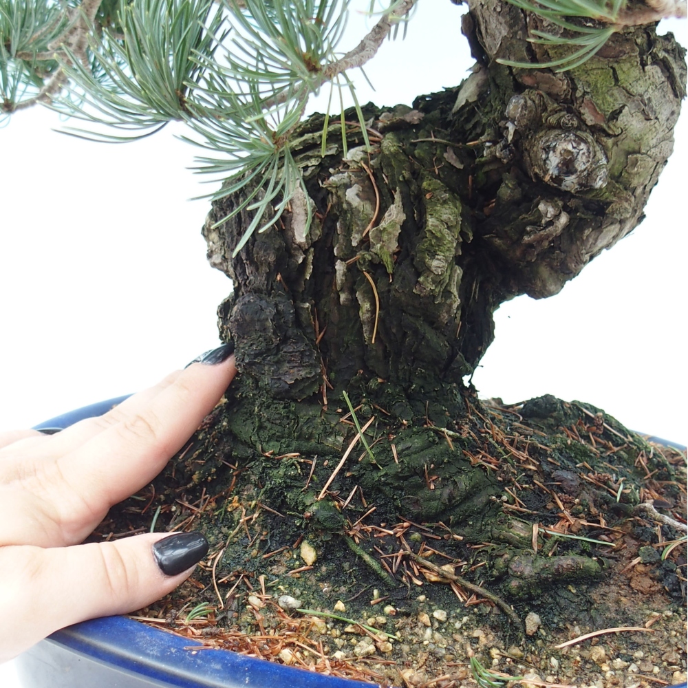 Bonsai voor buiten - Pinus parviflora - Pinus parviflora