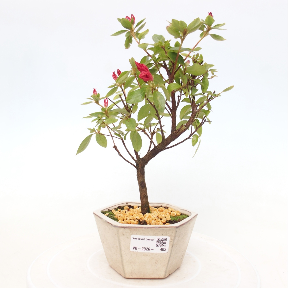 Bonsai voor buiten - Japanse azalea - Azalea sp.