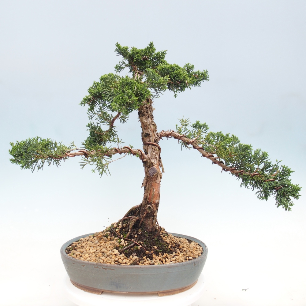 Bonsai voor buiten - Juniperus chinensis Kishu